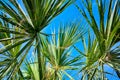 Palm trees against blue sky Royalty Free Stock Photo