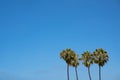 Palm trees against blue sky Royalty Free Stock Photo