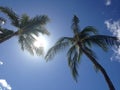 Palm trees against blue sky Royalty Free Stock Photo