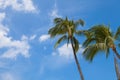 Palm trees against the blue sky in Hawaii. Royalty Free Stock Photo