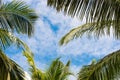 Palm Trees Against The Blue Sky, Maldives Islands. Close-up.