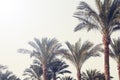 Palm trees against the blue sky. nature background. Travel tropical summer holiday concept. Royalty Free Stock Photo