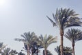 Palm trees against the blue sky. nature background. Travel tropical summer holiday concept. Royalty Free Stock Photo