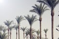 Palm trees against the blue sky. nature background. Travel tropical summer holiday concept. Royalty Free Stock Photo