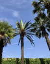 Palm trees against the blue sky in Nice Royalty Free Stock Photo