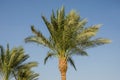 Palm trees against the blue sky Royalty Free Stock Photo