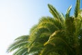 Natural background from Valencia, Spain with coconut palms tree leaves, blue sky. Travel Vacation. Valencia, Spain Royalty Free Stock Photo