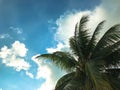 Palm trees against blue sky, Palm trees at tropical coast, vintage toned and stylized, coconut tree,summer tree background Royalty Free Stock Photo