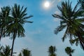 Palm trees against blue sky, Palm trees at tropical coast, vintage toned and stylized, coconut tree,summer tree background Royalty Free Stock Photo