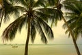 Palm trees against blue sky, Palm trees at tropical coast, vintage toned, coconut tree,summer background Royalty Free Stock Photo