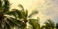 Palm trees against blue sky, Palm trees at tropical coast, vintage toned, coconut tree,summer background Royalty Free Stock Photo