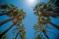 Palm Trees against a blue sky perfect holiday feeling Royalty Free Stock Photo