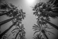 Palm Trees against a blue sky perfect holiday feeling Royalty Free Stock Photo