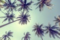 Palm trees against the blue sky. The picture below. tropical background and texture with retro toning