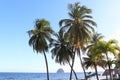 Palm trees against blue sky with rock called le diamant in the distance of Martinique Island Royalty Free Stock Photo