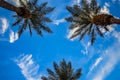 Palm Trees against the blue sky Royalty Free Stock Photo