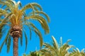 Palm trees against the blue sky, Sitges, Barcelona, Catalunya, Spain. Copy space for text. Royalty Free Stock Photo