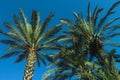 Palm trees against the blue sky. Summer vacation concept. Bottom up view. Selective focus Royalty Free Stock Photo