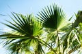 Palm trees against blue sky with sun lights. Tropical background with copysapce. Summer, holiday and travel concept with Royalty Free Stock Photo