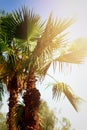 Palm trees against blue sky with sun lights. Tropical background with copysapce. Summer, holiday and travel concept with Royalty Free Stock Photo