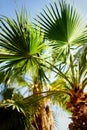 Palm trees against blue sky with sun lights. Tropical background with copysapce. Summer, holiday and travel concept with Royalty Free Stock Photo