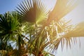 Palm trees against blue sky with sun lights. Tropical background with copysapce. Summer, holiday and travel concept with Royalty Free Stock Photo