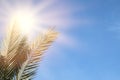 Palm trees against blue sky and sun rays. travel, summer, vacation and tropical beach concept. Royalty Free Stock Photo