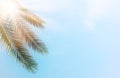 Palm trees against blue sky and sun rays. travel, summer, vacation and tropical beach concept. Royalty Free Stock Photo