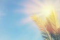 Palm trees against blue sky and sun rays. travel, summer, vacation and tropical beach concept. Royalty Free Stock Photo