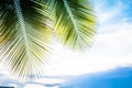 Palm trees against blue sky and sun rays. travel, summer, vacation and tropical beach concept Royalty Free Stock Photo