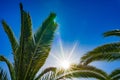 Bright sun with palm tree and blue sky background Royalty Free Stock Photo
