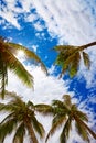 Palm trees against a blue sky in tropical Royalty Free Stock Photo