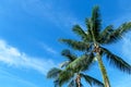 Palm trees against blue sky, Palm trees at tropical coast Royalty Free Stock Photo