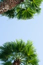 Palm trees against blue sky, Palm trees at tropical coast Royalty Free Stock Photo