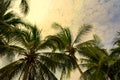 Palm trees against blue sky, Palm trees at tropical coast, vintage toned, coconut tree,summer background Royalty Free Stock Photo