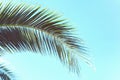 Palm trees against blue sky, Palm trees at tropical coast, vintage toned Royalty Free Stock Photo