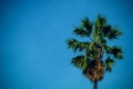 Palm trees against blue sky, Palm trees at tropical coast, vintage toned and stylized, coconut tree,summer tree ,retro Royalty Free Stock Photo