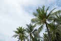 Palm trees against blue sky. Tropical landscape. Palm at tropical coast, coconut tree, summer tree. Background with copy space. Royalty Free Stock Photo