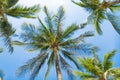 Palm trees against the blue sky.Tropical tree background Royalty Free Stock Photo