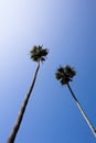 Palm trees against blue sky Royalty Free Stock Photo