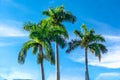 3 palm trees against blue sky with white clouds Royalty Free Stock Photo