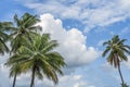 Palm trees against blue sky Royalty Free Stock Photo