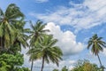 Palm trees against blue sky Royalty Free Stock Photo