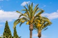 Palm trees against blue summer sky Royalty Free Stock Photo