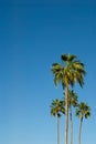 Palm Trees Against a Brilliant Blue Sky Royalty Free Stock Photo