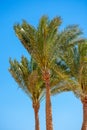 Palm trees against a clear blue sky, tropical location.