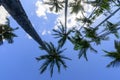Palm trees against the daytime sky, Maui Royalty Free Stock Photo