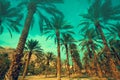 Palm trees against green sky. Palm plantation. Kibbutz Ein Gedi, Israel