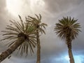 Palm trees against the overcasted sky Royalty Free Stock Photo