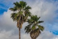 Palm trees against a partly cloudy sky. Royalty Free Stock Photo